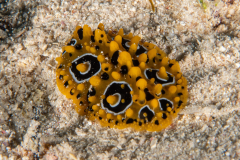 nudi4-ocellated_phyllidia