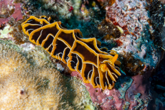 nudi5-halgerda_reticulidia