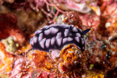 nudi6-phyllidia
