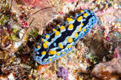 nudi7-sea_blue_phyllidia