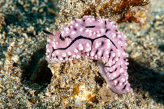 nudi8-phyllidia