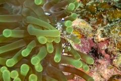 anemone_shrimp