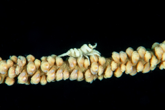 ankers_whip_coral_shrimp