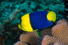 bicolor_angelfish