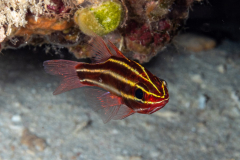 blackstriped_cardinalfish