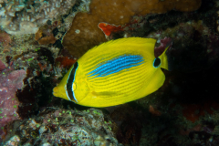 blue_spot_butterflyfish