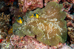 clarks_anemonefish
