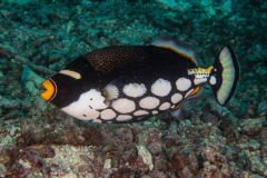 clown_triggerfish