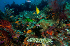 coral1