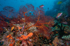 coral2