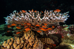 coral3