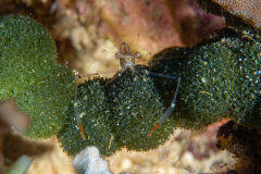 cuapetes_shrimp