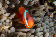 fiji_anemonefish
