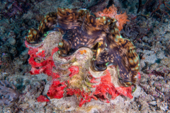 giant_clam