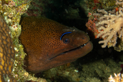giant_moray