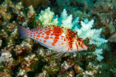 hawkfish