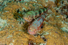 lizardfish1