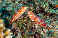 lizardfish2