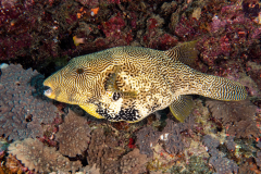 map_puffer