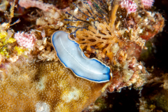 marine_blue_flatworm