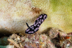 nudi1-phyllidia