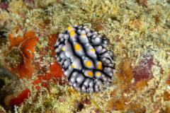 nudi10-swollen_phyllidia