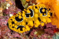 nudi2-ocellated_phyllidia