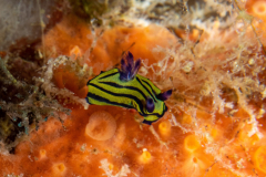 nudi3-dorid