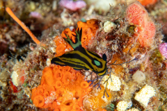 nudi4-dorid