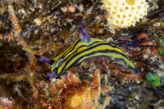 nudi5-dorid