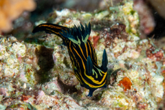 nudi6-dorid
