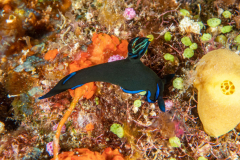 nudi7-gloomy_tambja