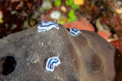 nudi8-chromodoris