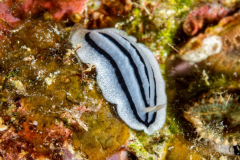 nudi9-striped_phyllidiopsis