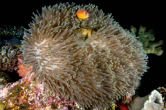 pink_anemonefish1