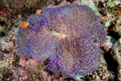 pink_anemonefish2