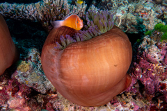 pink_anemonefish3