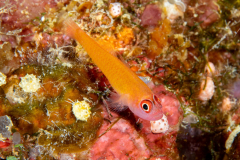 ringeye_pygmygoby