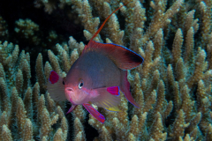 scalefin_anthias