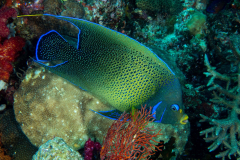 semicircle_angelfish
