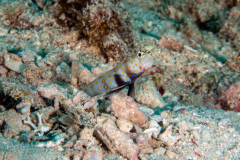 spotted_shrimpgoby