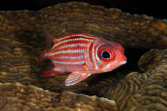 squirrelfish