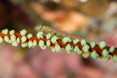 wire_coral_goby