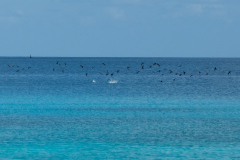 Rangiroa5-Baitball