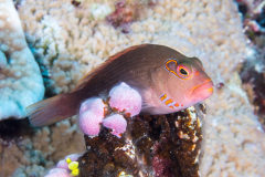 arc-eye_hawkfish5