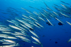barracuda