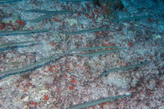 cornetfish