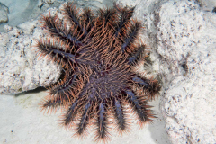 crown_of_thorns