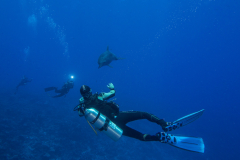 dolphin1