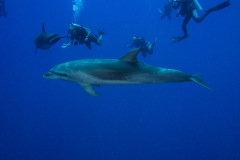 dolphin2